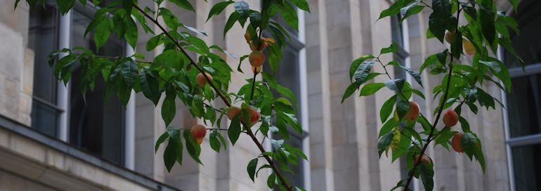 Pfirsichbaum im Innenhof des Bundestages.